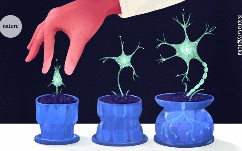 Neuro: ¿Puede el cerebro adulto crear neuronas nuevas?