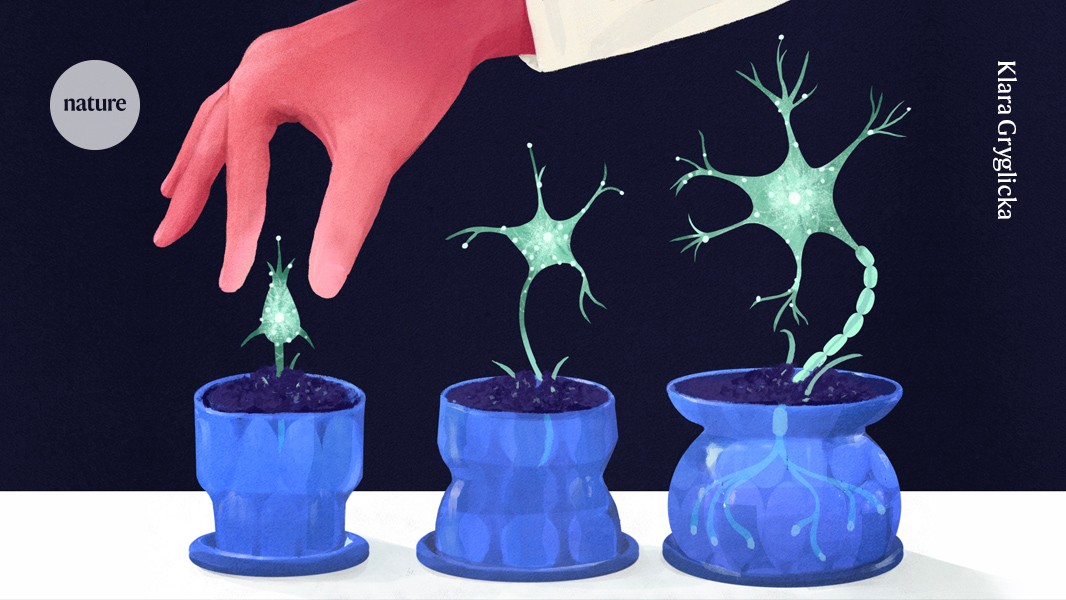 Neuro: ¿Puede el cerebro adulto crear neuronas nuevas?