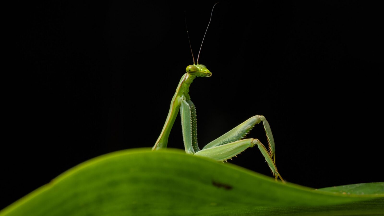 Biología: Una mantis engaña al ojo entre finalistas