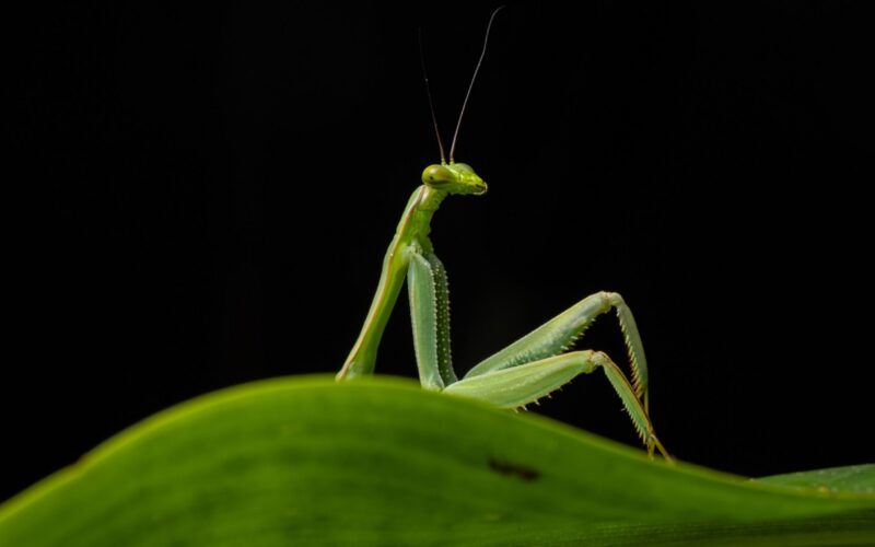 Biología: Una mantis engaña al ojo entre finalistas