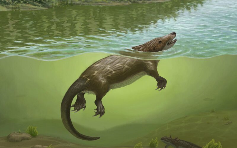 Paleo: Un pariente de los mamíferos nadaba entre dinosaurios
