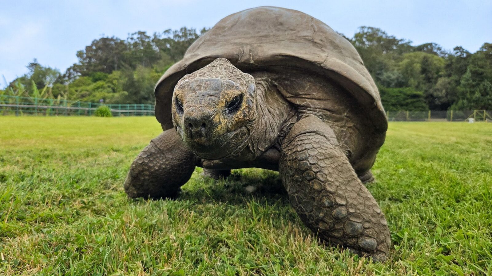 Genética: Los genes de una tortuga de 194 años