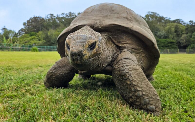 Genética: Los genes de una tortuga de 194 años