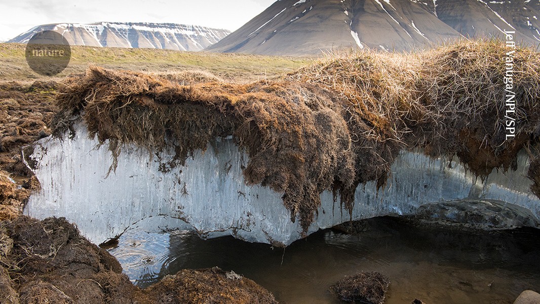 Clima: Mantas de madera a prueba sobre permafrost