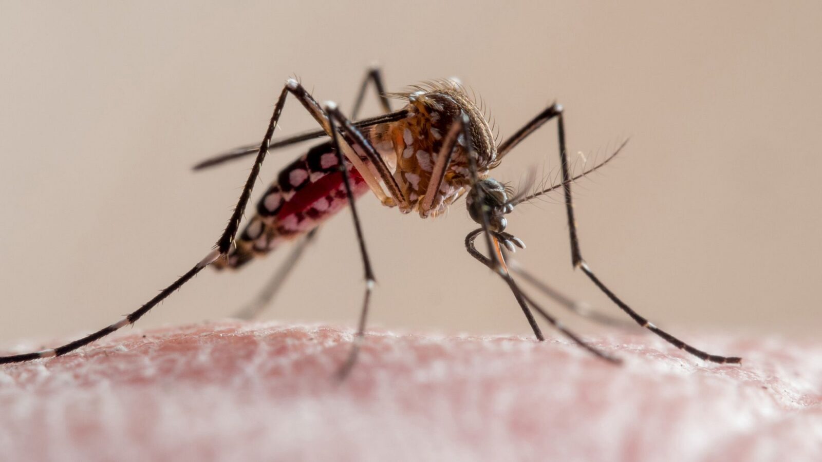 Salud: El dengue local se dispara cerca de Tampa