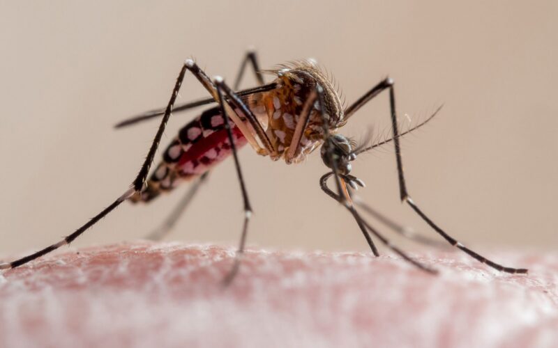 Salud: El dengue local se dispara cerca de Tampa