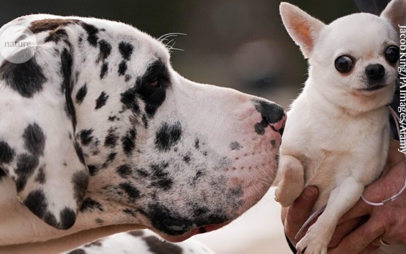 Genética: Los perros grandes acumulan antes señales de envejecimiento
