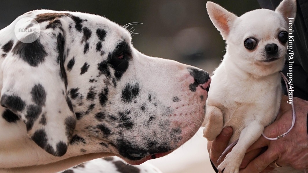 Genética: Los perros grandes acumulan antes señales de envejecimiento