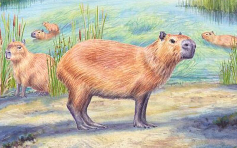 Paleo: Un molar fósil apunta a un Atacama húmedo