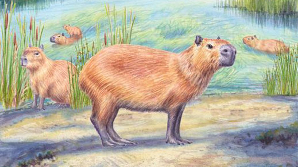 Paleo: Un molar fósil apunta a un Atacama húmedo