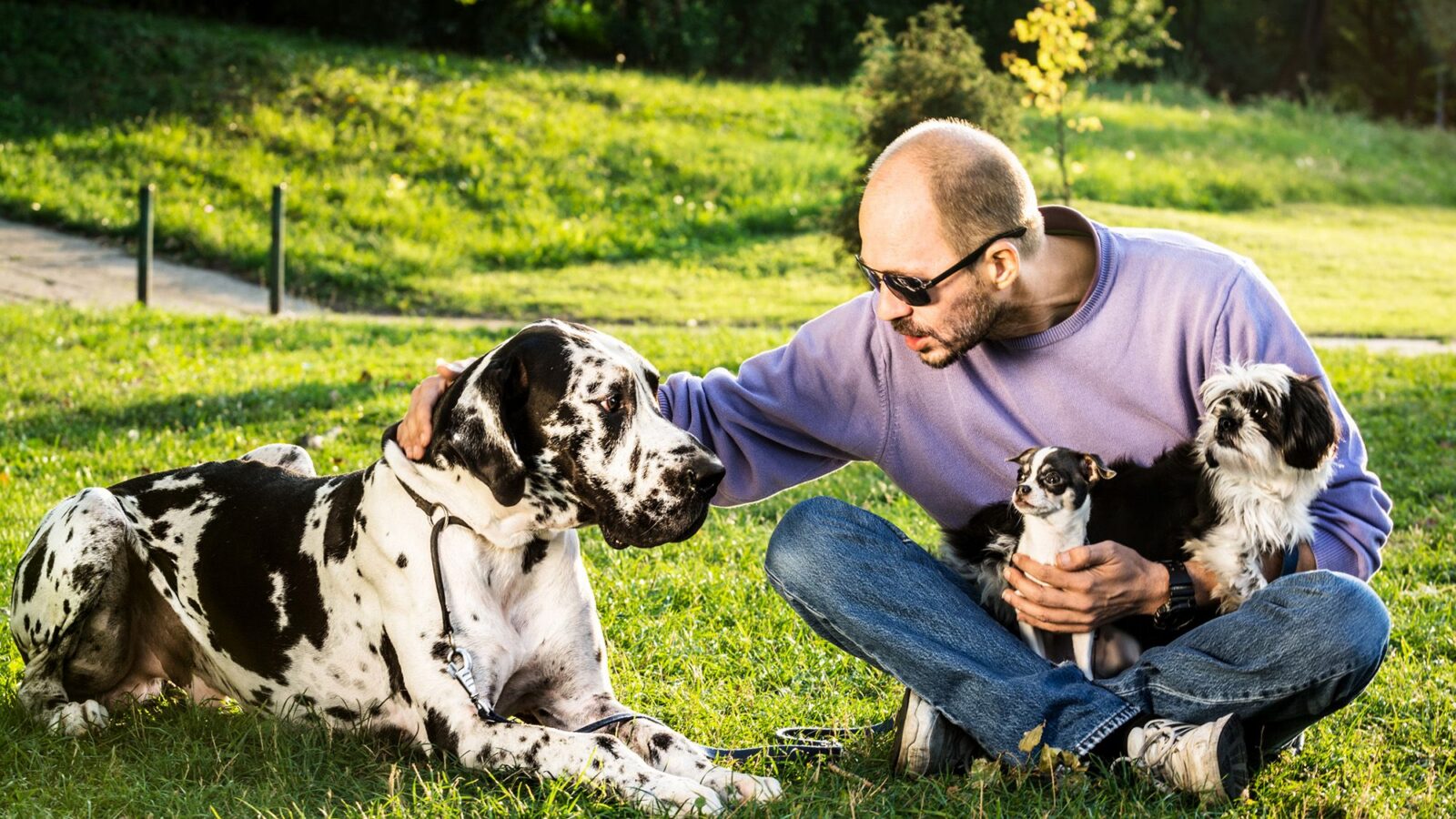 Genética: Los perros grandes envejecen más rápido según su ADN