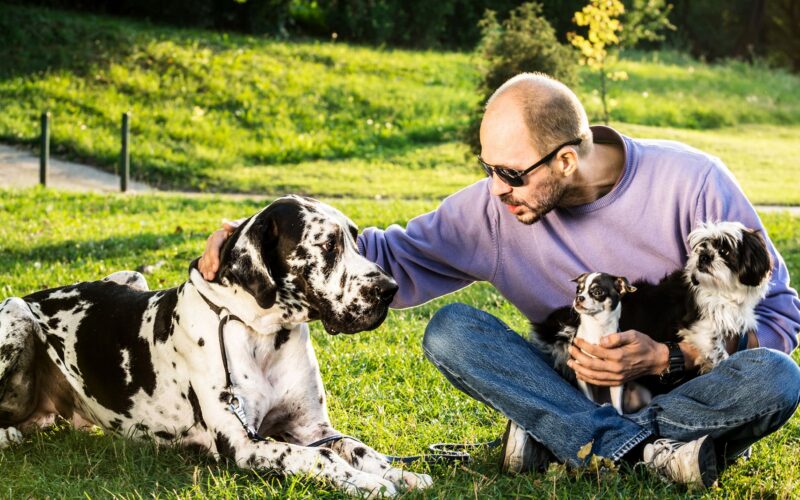Genética: Los perros grandes envejecen más rápido según su ADN