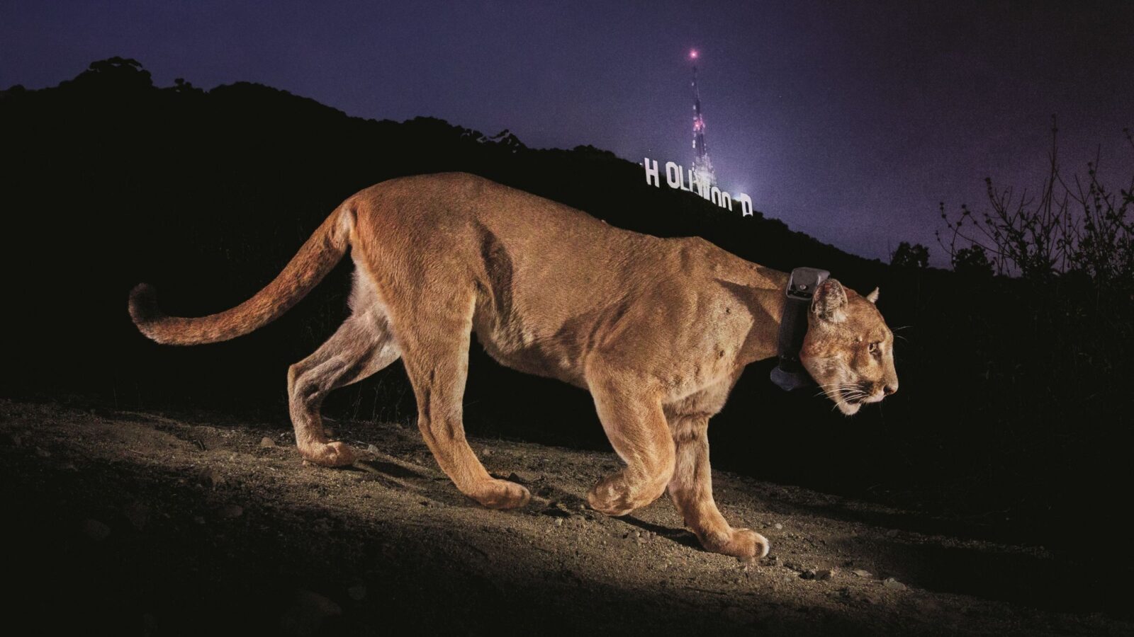 Ecología: La foto de un puma que impulsó un puente