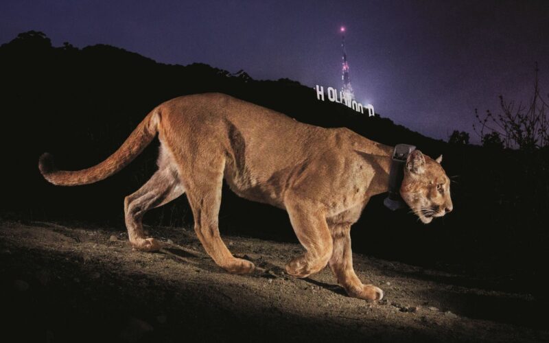 Ecología: La foto de un puma que impulsó un puente