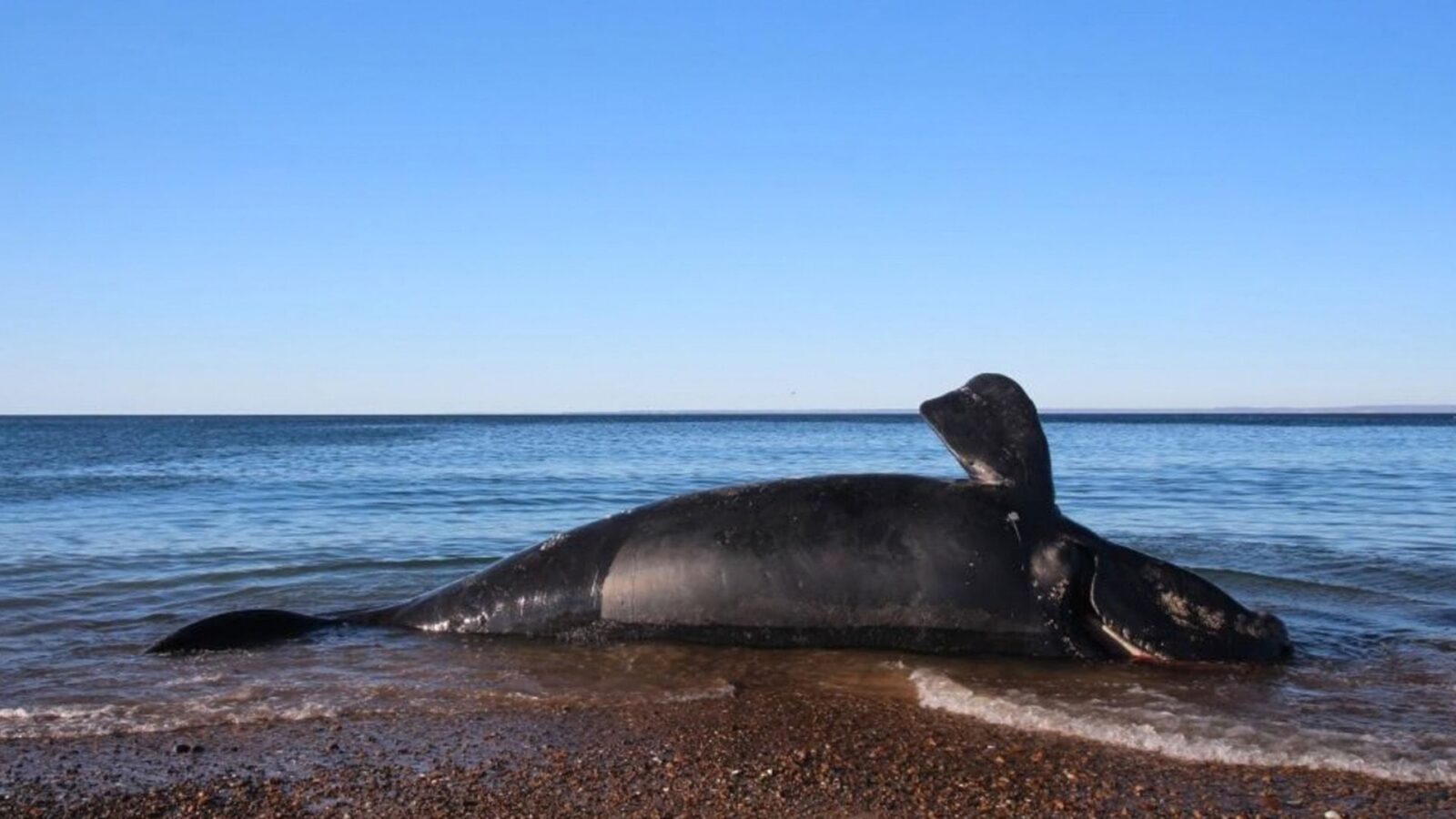 Biología: Más de 300 ballenatos muertos en Patagonia