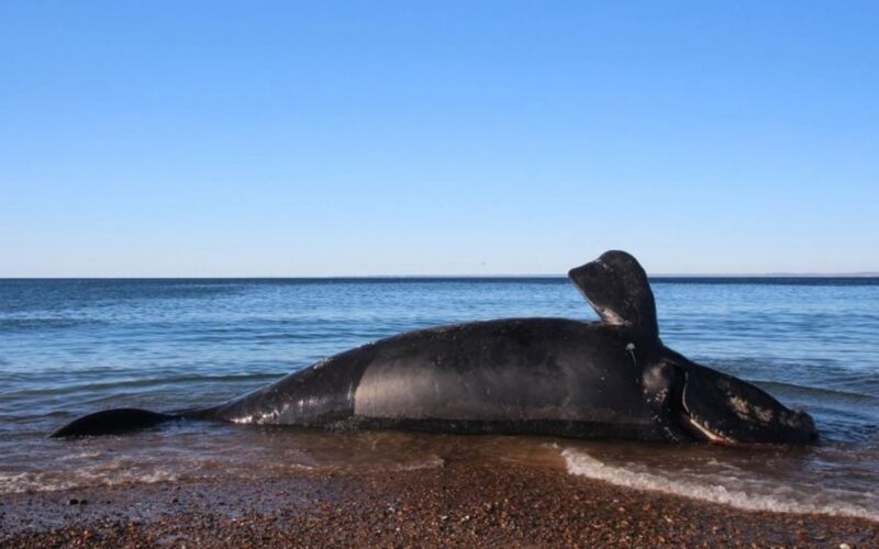 Biología: Más de 300 ballenatos muertos en Patagonia