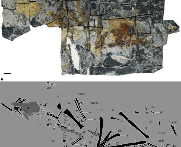 Paleo: Un ave jurásica apunta a caminos sin vuelo