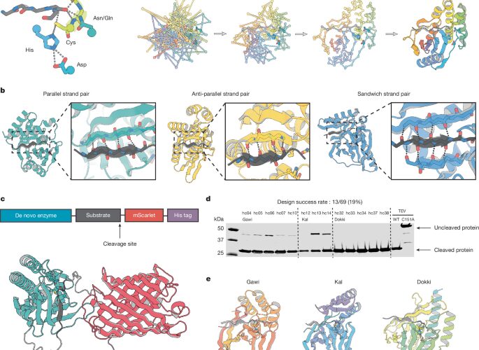 Biología: Diseñan enzimas que cortan proteínas en células
