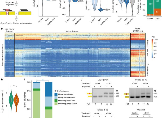 Genética: Vinculan variantes raras de microexones con el autismo