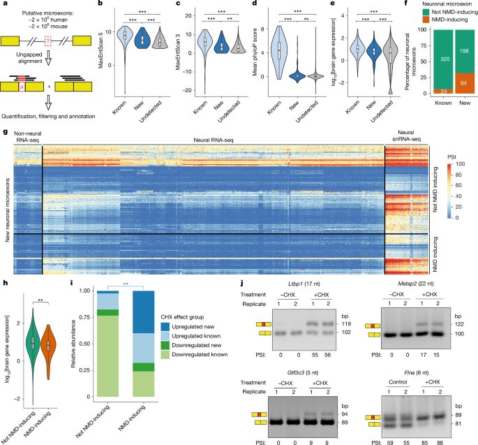 Genética: Vinculan variantes raras de microexones con el autismo