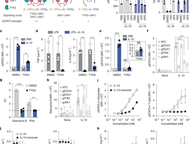 Salud: Diseñan una molécula antiinflamatoria que evita activar linfocitos