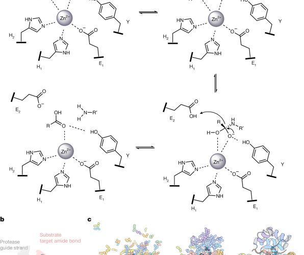 Bioquímica: Diseñan proteasas para cortar péptidos a medida