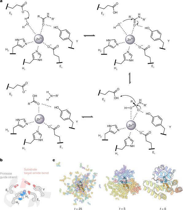Bioquímica: Diseñan proteasas para cortar péptidos a medida