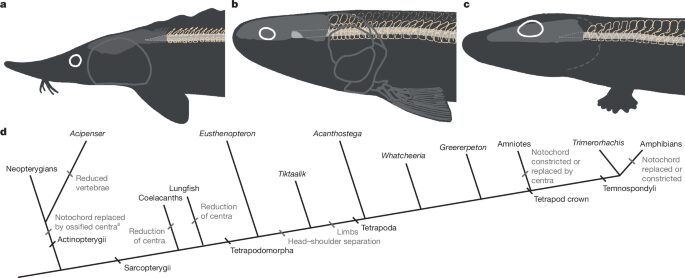 Paleo: El cuello nació con pocos grados de libertad