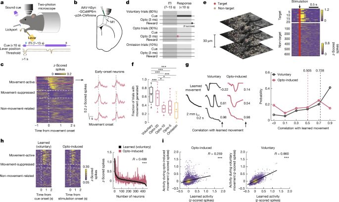 Neurociencia: Unas 20 neuronas evocan un movimiento aprendido