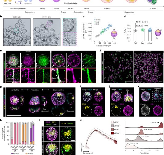 Biología: Modelos embrionarios de ratón forman tejido cardíaco funcional