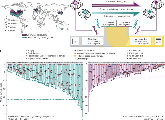 Genética: Dos gliomas siguen rutas distintas al reaparecer