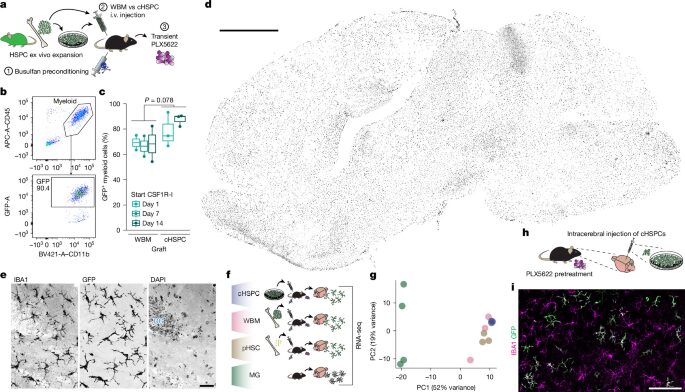 Genética: Elp1 resulta clave para repoblar el cerebro