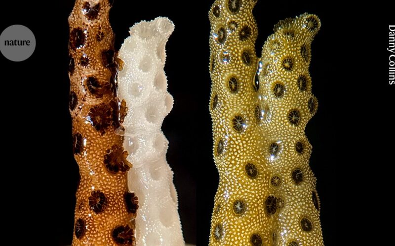 Ecología: Un fragmento sano ayuda a recuperar coral blanqueado