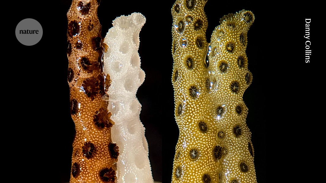 Ecología: Un fragmento sano ayuda a recuperar coral blanqueado