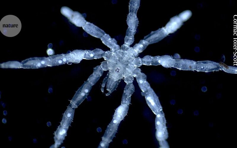 Ciencia: Nuevas especies, menos diabetes y sombra para corales
