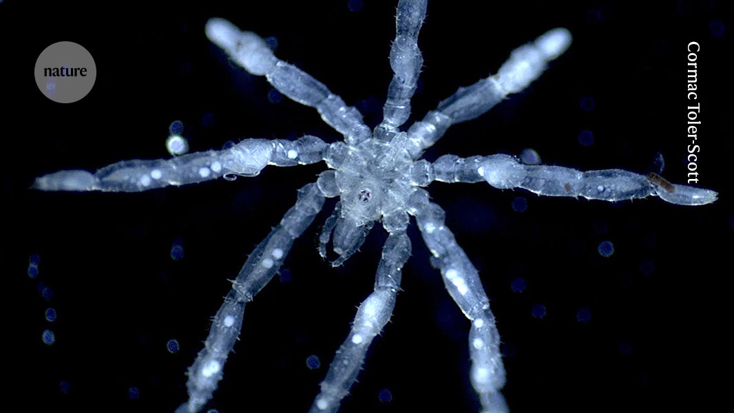 Ciencia: Nuevas especies, menos diabetes y sombra para corales