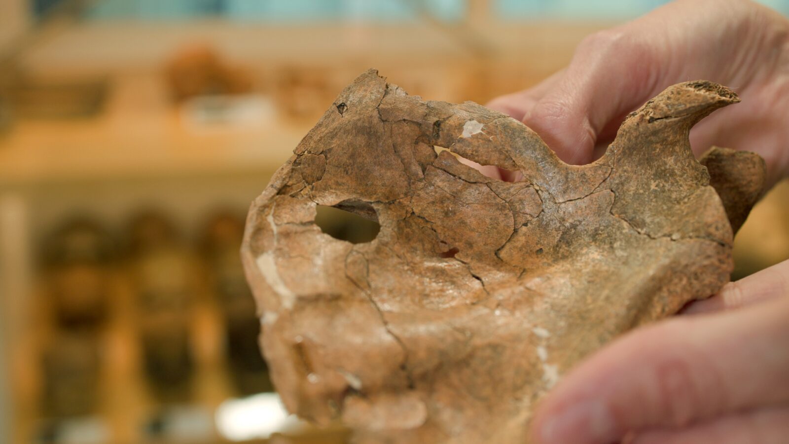 Paleo: Una herida apunta a una lanza mortal
