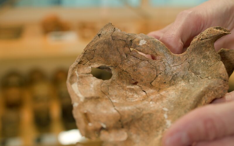 Paleo: Una herida apunta a una lanza mortal