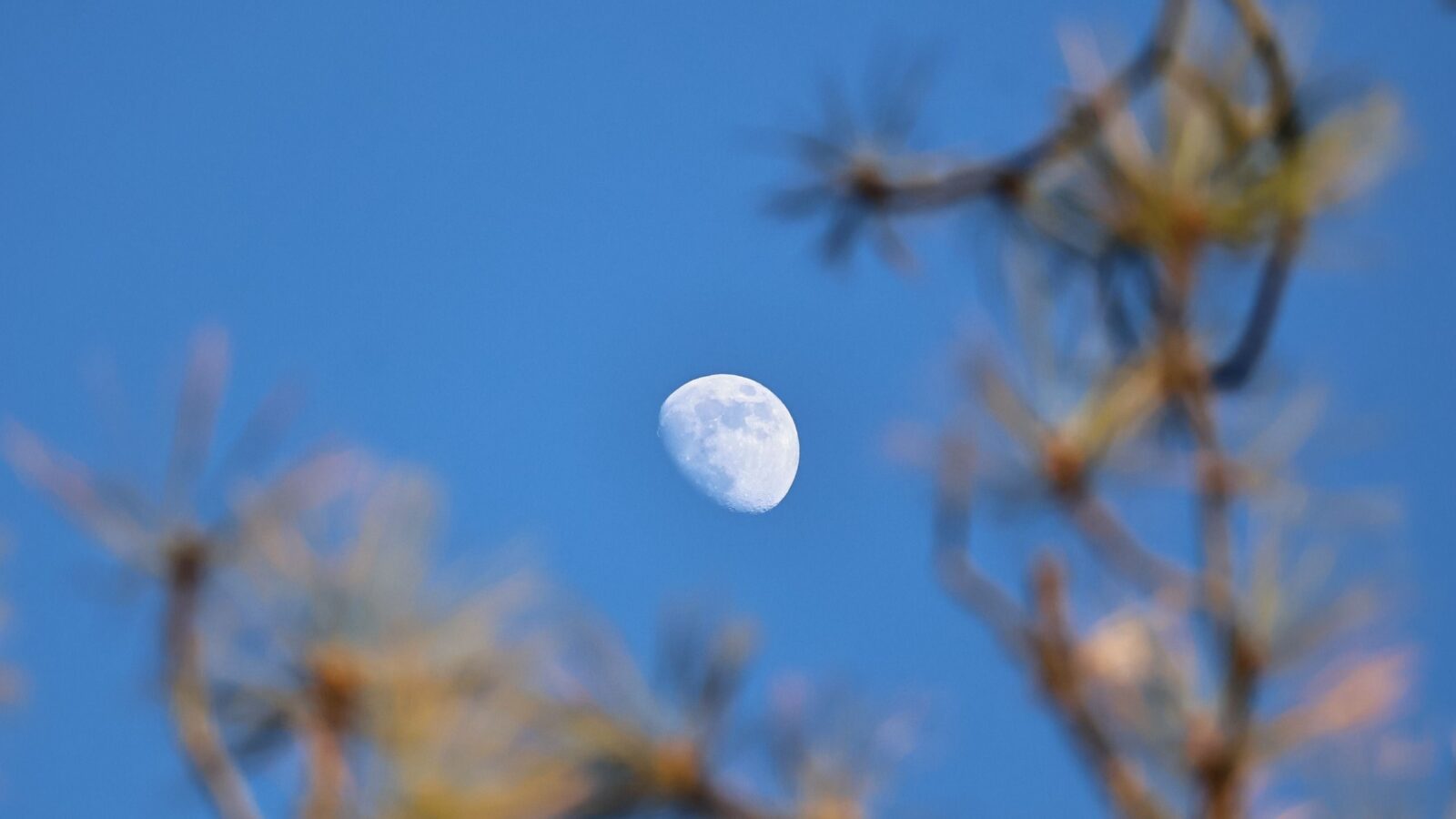 Espacio: La Luna también se deja ver de día