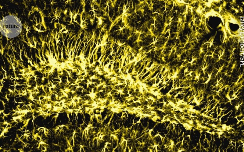 Neuro: Una enzima apunta a proteger la memoria al envejecer