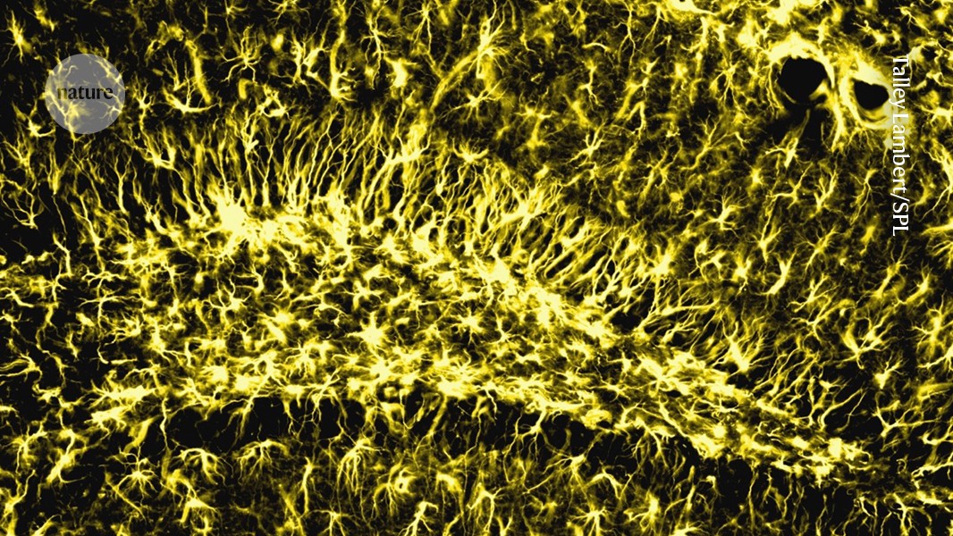 Neuro: Una enzima apunta a proteger la memoria al envejecer