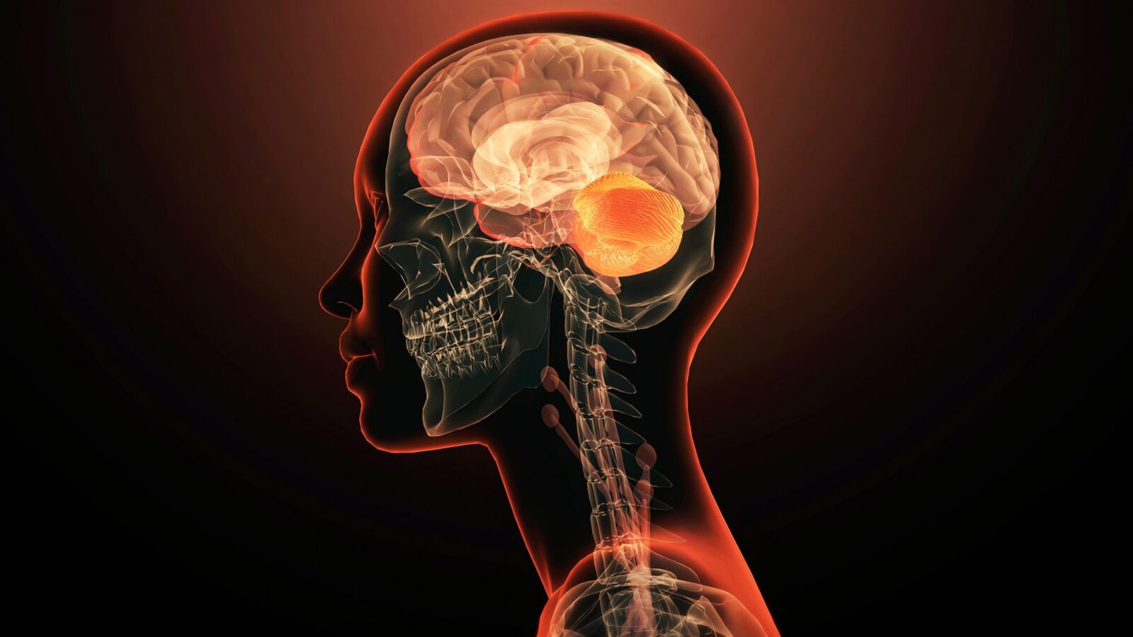 Neurociencia: Dos rutas celulares para formar un cerebro