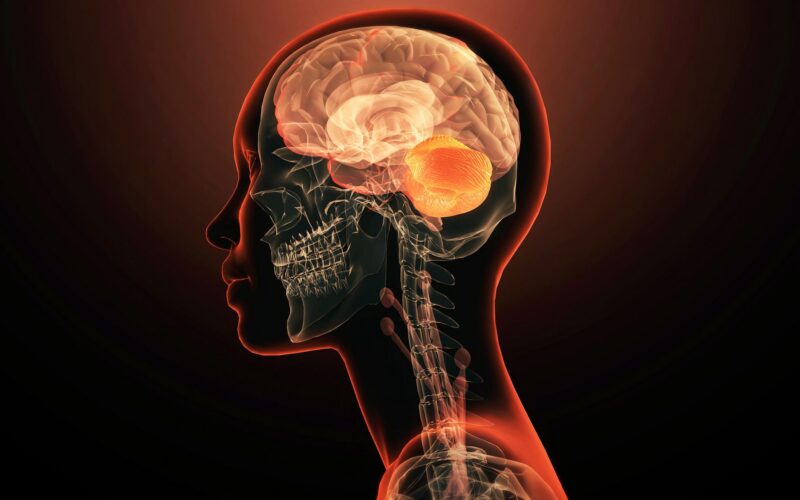 Neurociencia: Dos rutas celulares para formar un cerebro