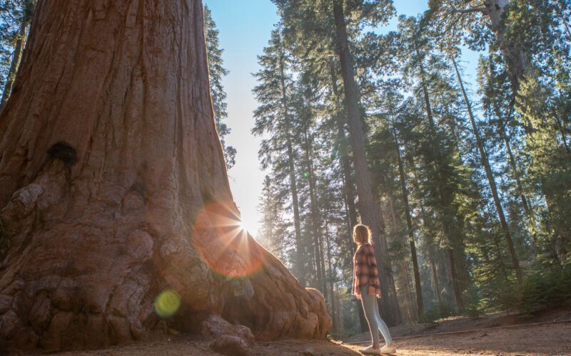 Ecología: El calor frena la fotosíntesis de las secuoyas