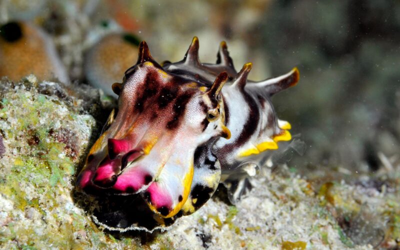 Biología: ¿Las sepias hipnotizan a sus presas con colores?