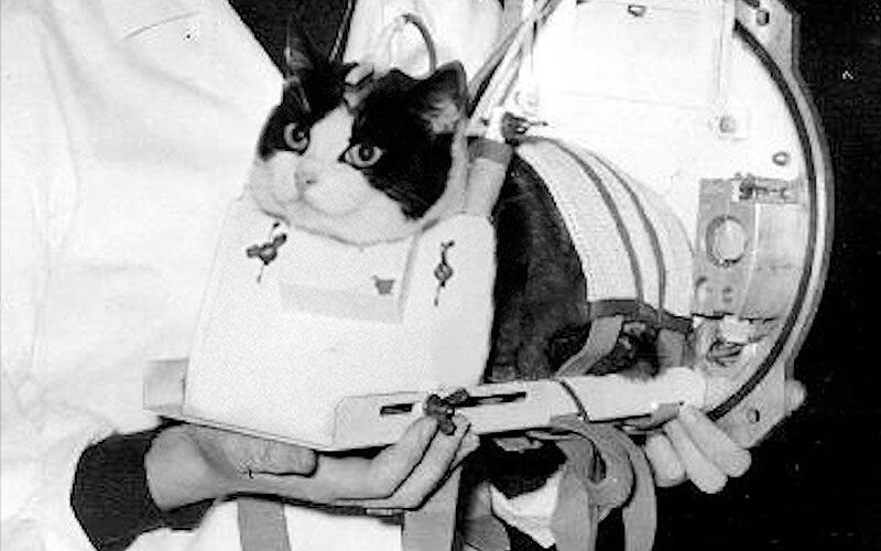 Espacio: Félicette, la gata que llegó al espacio y volvió
