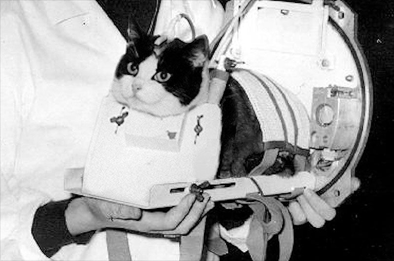 Espacio: Félicette, la gata que llegó al espacio y volvió