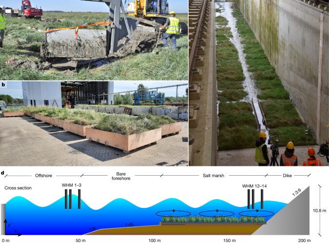 Ecología: Las marismas frenan mejor las olas pequeñas