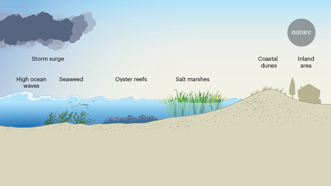 Ecología: Las marismas protegen, pero las tormentas las dañan