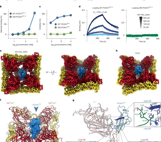 Biología: Cómo se une el virus Andes a las células